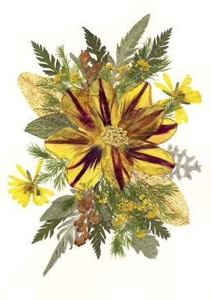 Framed Dried Tulip 1 Print