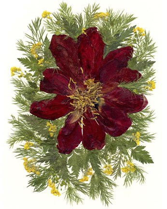 Framed Dried Tulip 2 Print