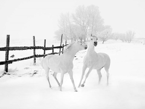 Framed Winter Horses Print