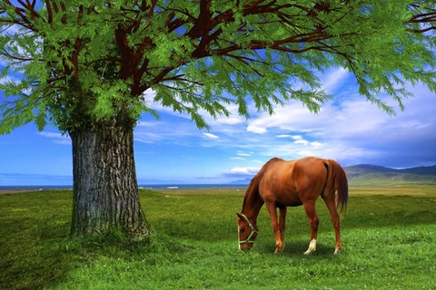 Framed Nature S21 Print