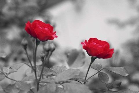 Framed Two Roses Print