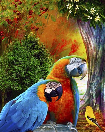 Framed Parrot Love 3 Print