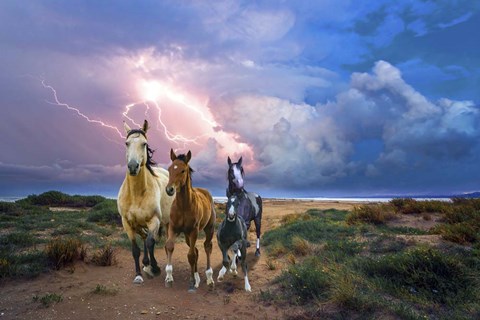 Framed Wild Horses Of The Sea Print