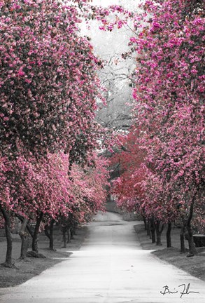 Framed Cotton Candy Walk Print