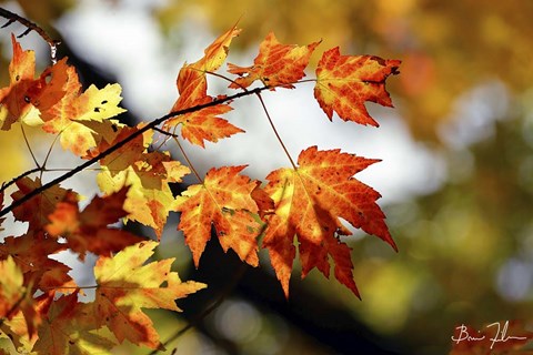 Framed Fall Colors Print