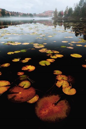 Framed Lily Pad Colors Print