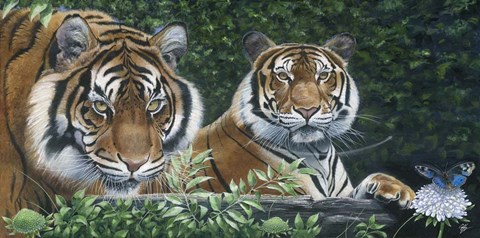 Framed Sumatran Tigers Print