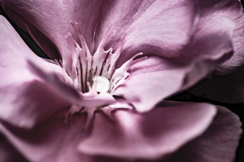 Framed Flower Macro 08 Print