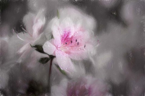 Framed Pink Azalea Print