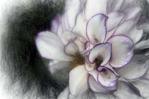 Framed White Dahlia Print