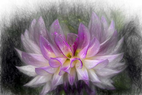 Framed Pink Dahlia 2 Print