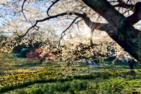 Framed Sunrise Behind Tree Print
