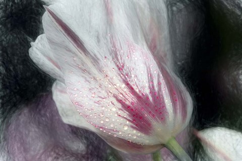 Framed Lily-Flowered Tulip Print