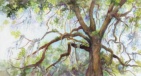 Framed Southern Live Oak Tree Print