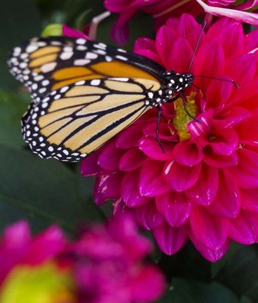 Framed Butterfly 1 Print