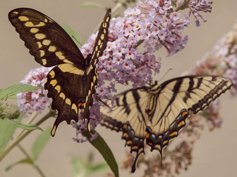Framed Butterfly 1 Print