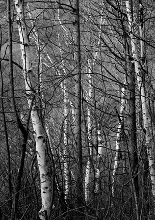 Framed Black &amp; White Natural Print