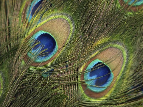 Framed Natural Detail 29 Print