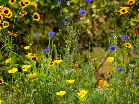Framed Natural Detail 43 Print