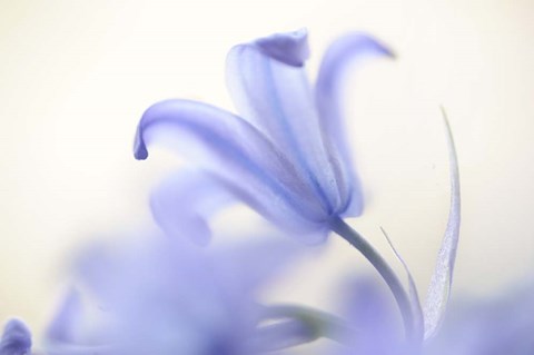 Framed Blue Light Wild Hyacinth Print