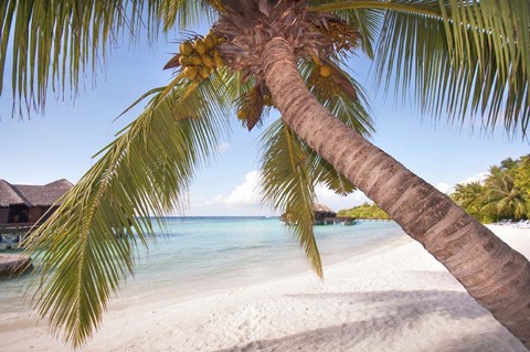 Framed Bowed Palm Print