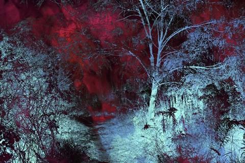 Framed Moonlight Forest Print