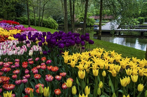 Framed Colorful Corner Keukenhof Tulips Garden 1 Print