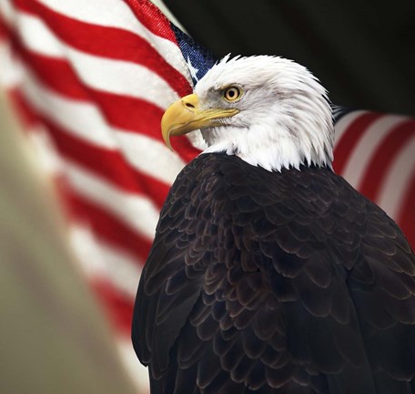 Framed Bald Eagle And US Flag Print