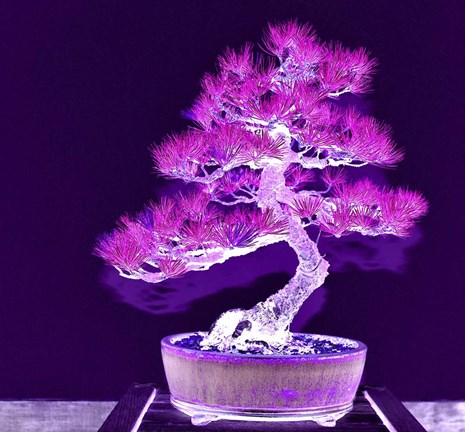 Framed Purple Flame Bonsai Print