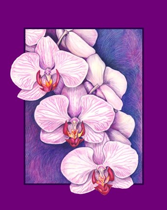 Framed Phalaenopsis Orchids Print