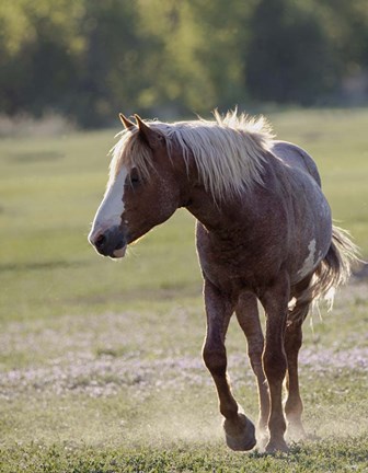 Framed Mustangs of the Badlands 14 Print