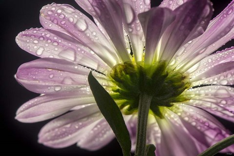 Framed Beneath the Daisies 5 Print