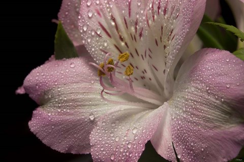 Framed Pink Alstroemerias 5 Print