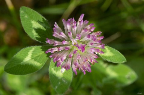Framed Lake Superior, North Shore 6 Print