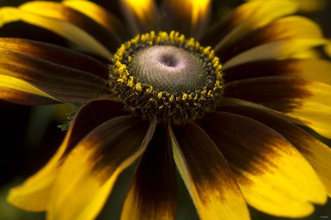 Framed Flower 5 Print