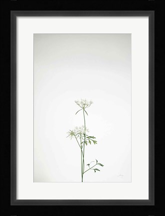 Framed Simple Stems VI Print