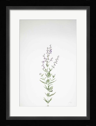 Framed Simple Stems III Print