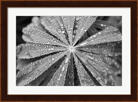 Framed Raindrops on Lupine Print