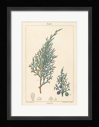 Framed Sabine Drawing Print