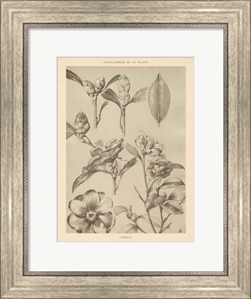 Framed Lithograph Florals II Print