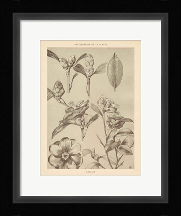Framed Lithograph Florals II Print