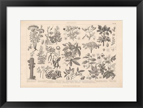 Framed Botanik I Vintage Print