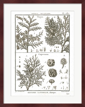 Framed Histoire Naturelle Botanique II Light Print