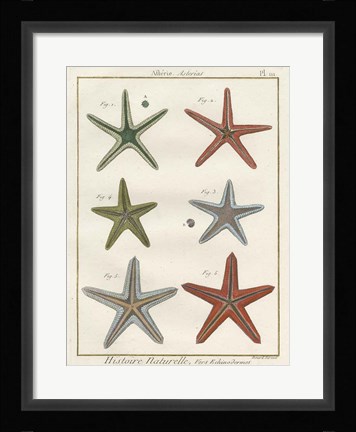 Framed Histoire Naturelle Starfish II Print