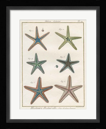 Framed Histoire Naturelle Starfish I Print