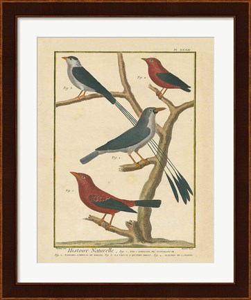 Framed Bird Drawing III Print