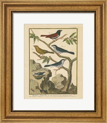 Framed Bird Drawing IV Print