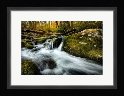 Framed Fallen Timber Print