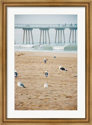 Framed Seagull Coast Print