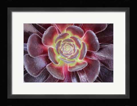 Framed Bright Succulent Print